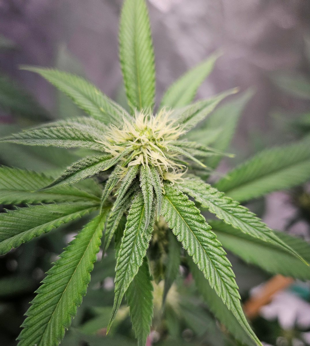 420Farming's tweet image. Fried Ice Cream
#cannabis #growyourown