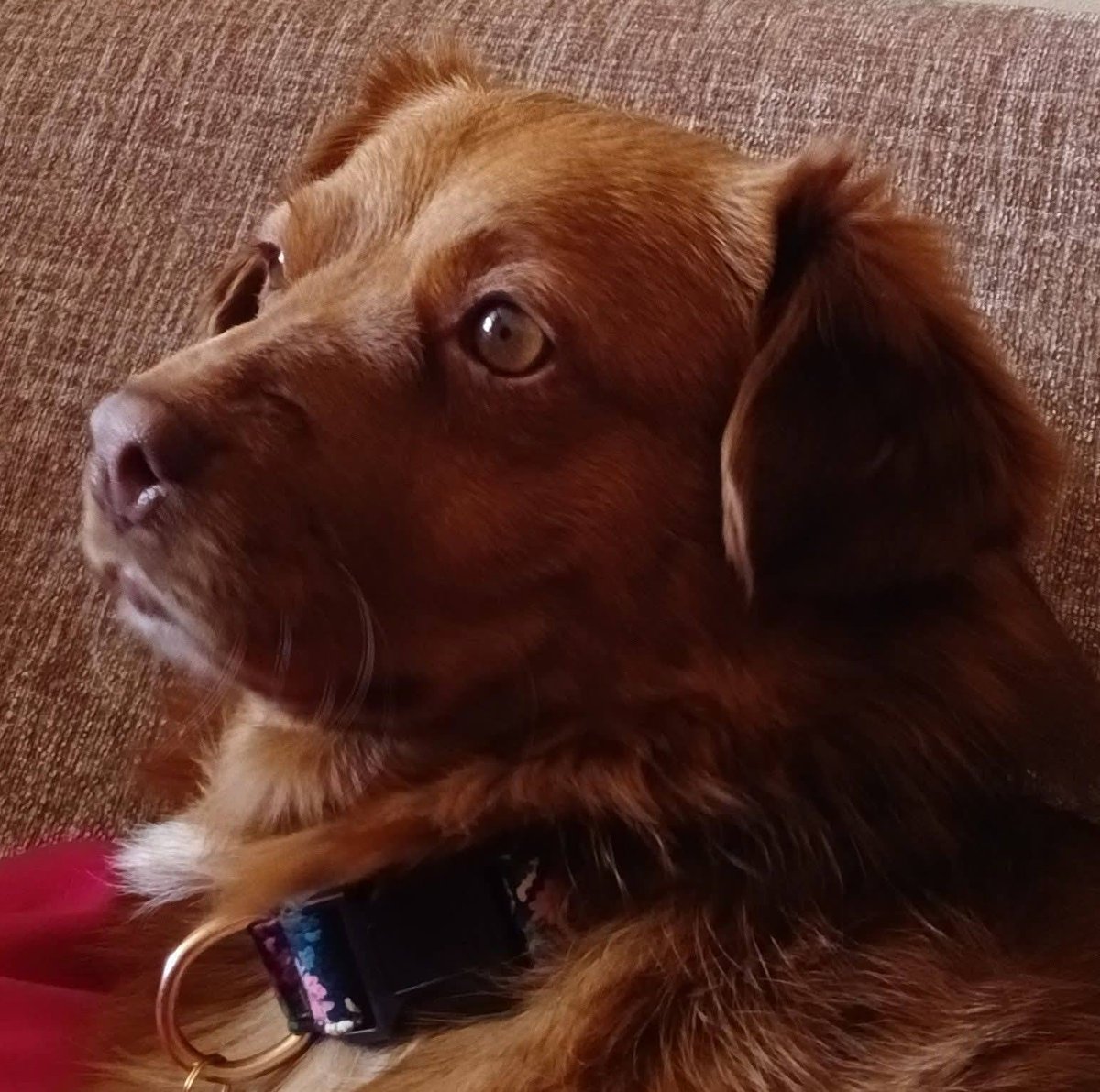 rescuedoggypaws's tweet image. Kelly is a really quiet shy girl who is in foster in #Abergavenny #Wales Her foster says...
"She's really come out of her shell in the house...very bouncy 2 yr old. She is fed separately from the other dog in the house.  She's very loving. 
finalstoprescue.co.uk
#monmouthshire