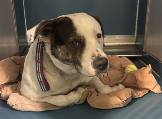 BeeDoDoobieDo's tweet photo. 🆕guyontheblock - - it's Joe Schmoe 

NOT just a regular dog, a dog w/the power
to be the missing🧩piece of your life, a best friend
🥰you didn't know you needed!

Give him a stable home, help him put his best paw forward🐾 https://t.co/kONl25XKMb
#fosterpup☺️ #AdoptMe ☺️#Pledge