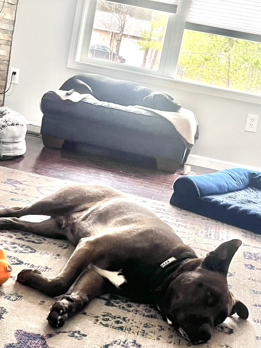 grundgetta49769's tweet image. #naptime