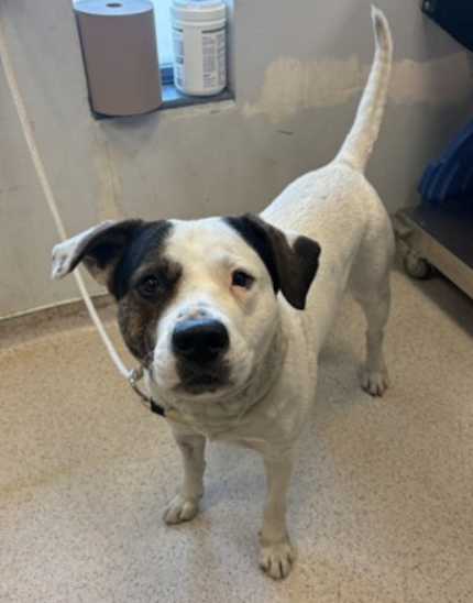 BeeDoDoobieDo's tweet photo. 🆕guyontheblock - - it's Joe Schmoe 

NOT just a regular dog, a dog w/the power
to be the missing🧩piece of your life, a best friend
🥰you didn't know you needed!

Give him a stable home, help him put his best paw forward🐾 https://t.co/kONl25XKMb
#fosterpup☺️ #AdoptMe ☺️#Pledge