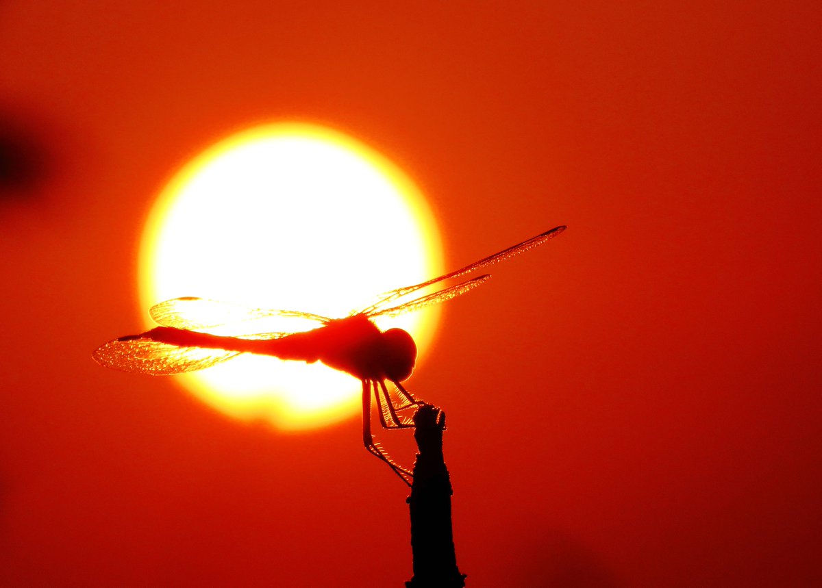 pathillsongs's tweet image. Chasing sunsets in Santorini—white-washed villages, blue domes, and a sky painted in tangerine. Every view feels like a postcard come alive  #SantoriniVibes #Wanderlust