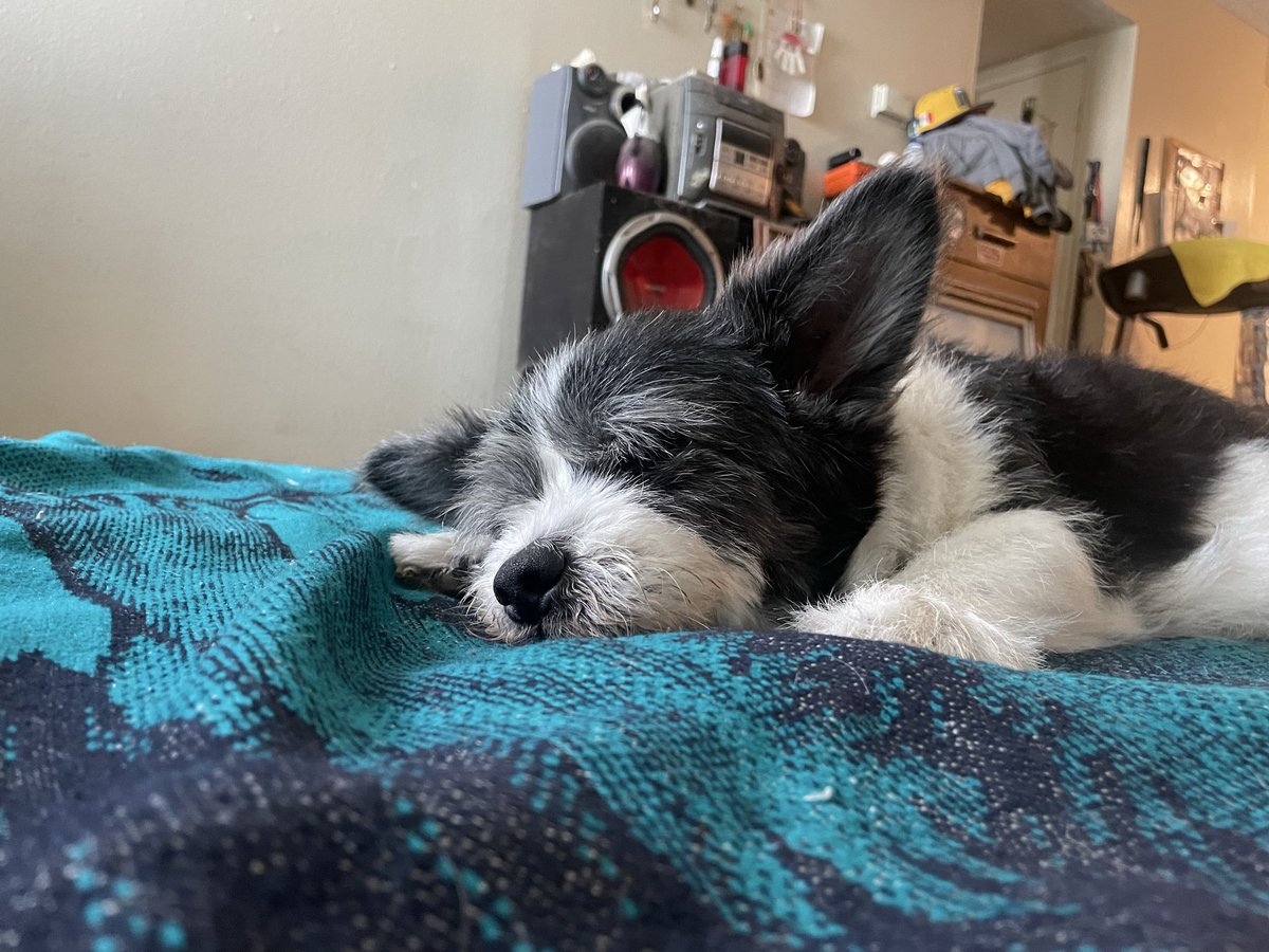 VersacePlugx's tweet photo. Goodbye lil buddy https://t.co/Hw2ugXWxVY