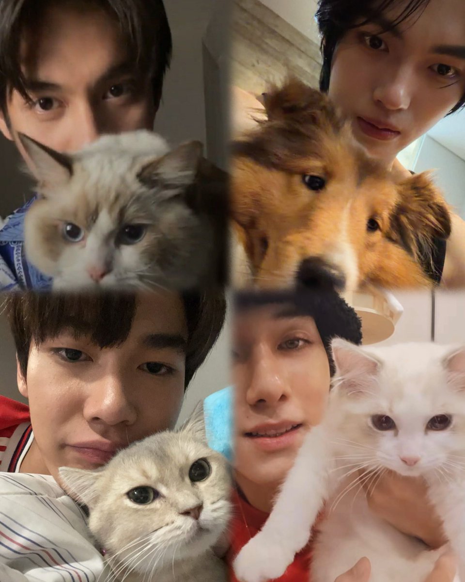 Sunset 🐶⛅️ tweet media