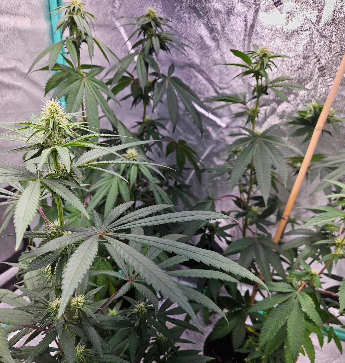 420Farming's tweet image. Fried Ice Cream
#cannabis #growyourown