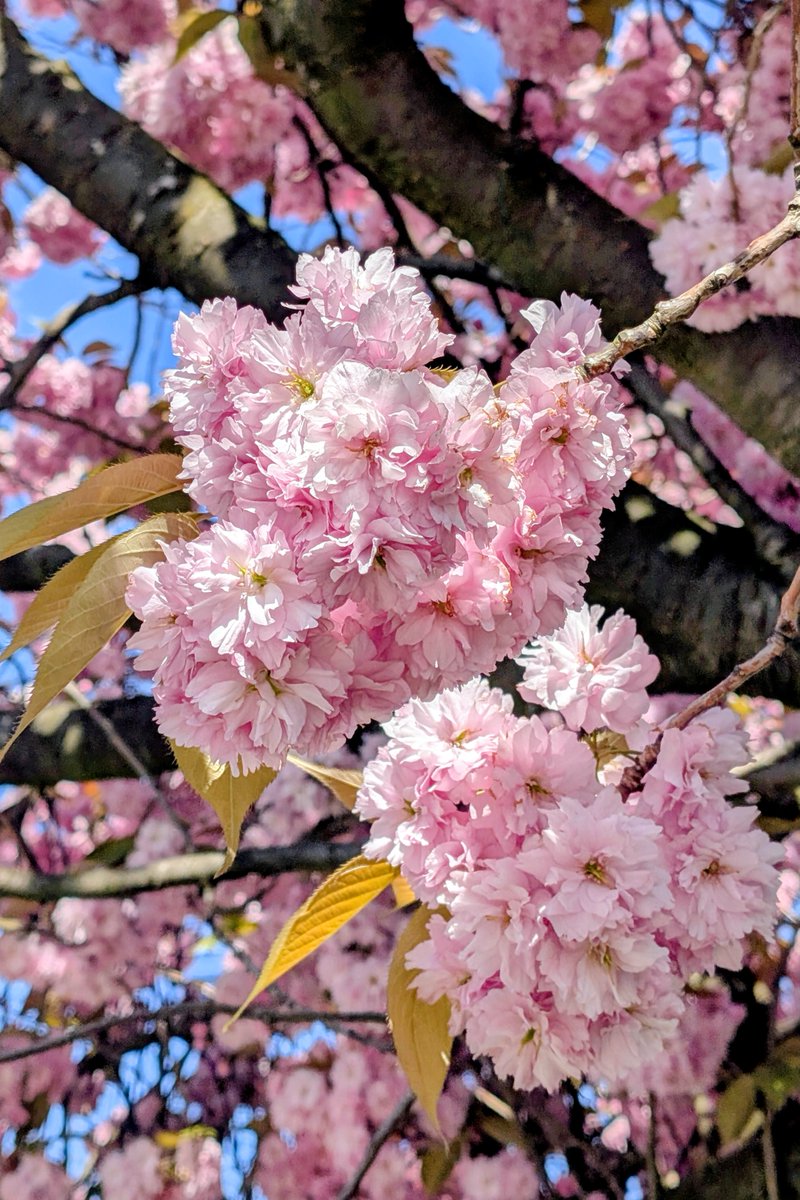 elementalPaul's tweet image. Leith Links blossom. #photography #Pixel9Pro