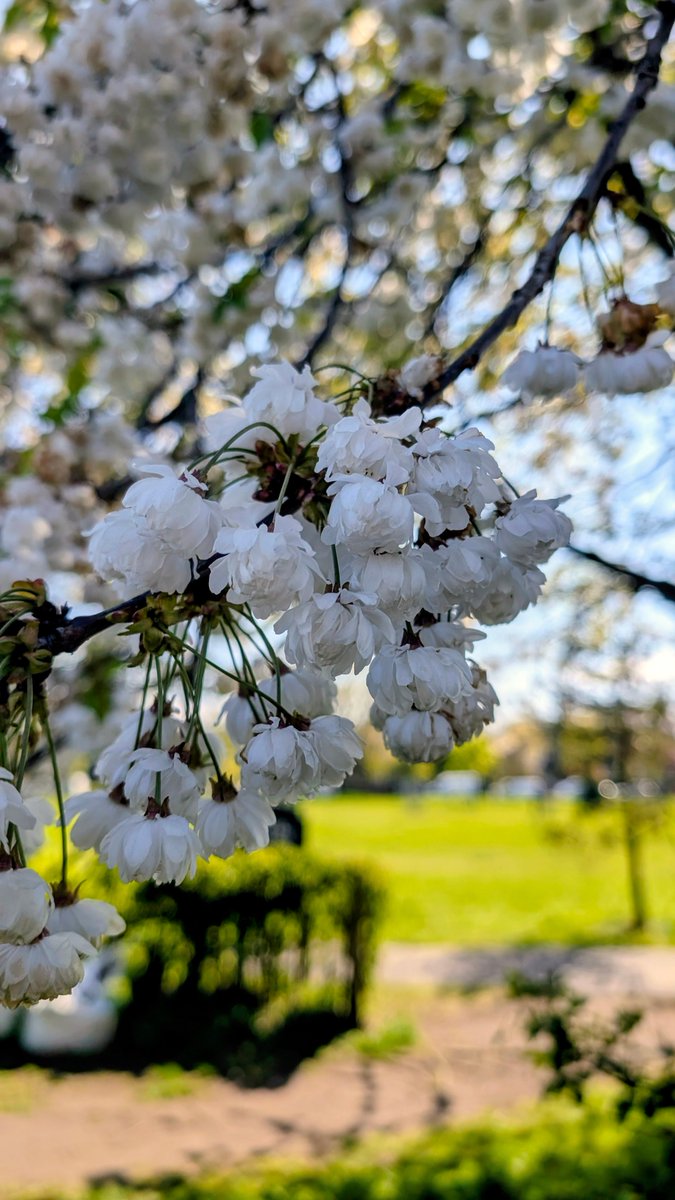elementalPaul's tweet image. Leith Links blossom. #photography #Pixel9Pro