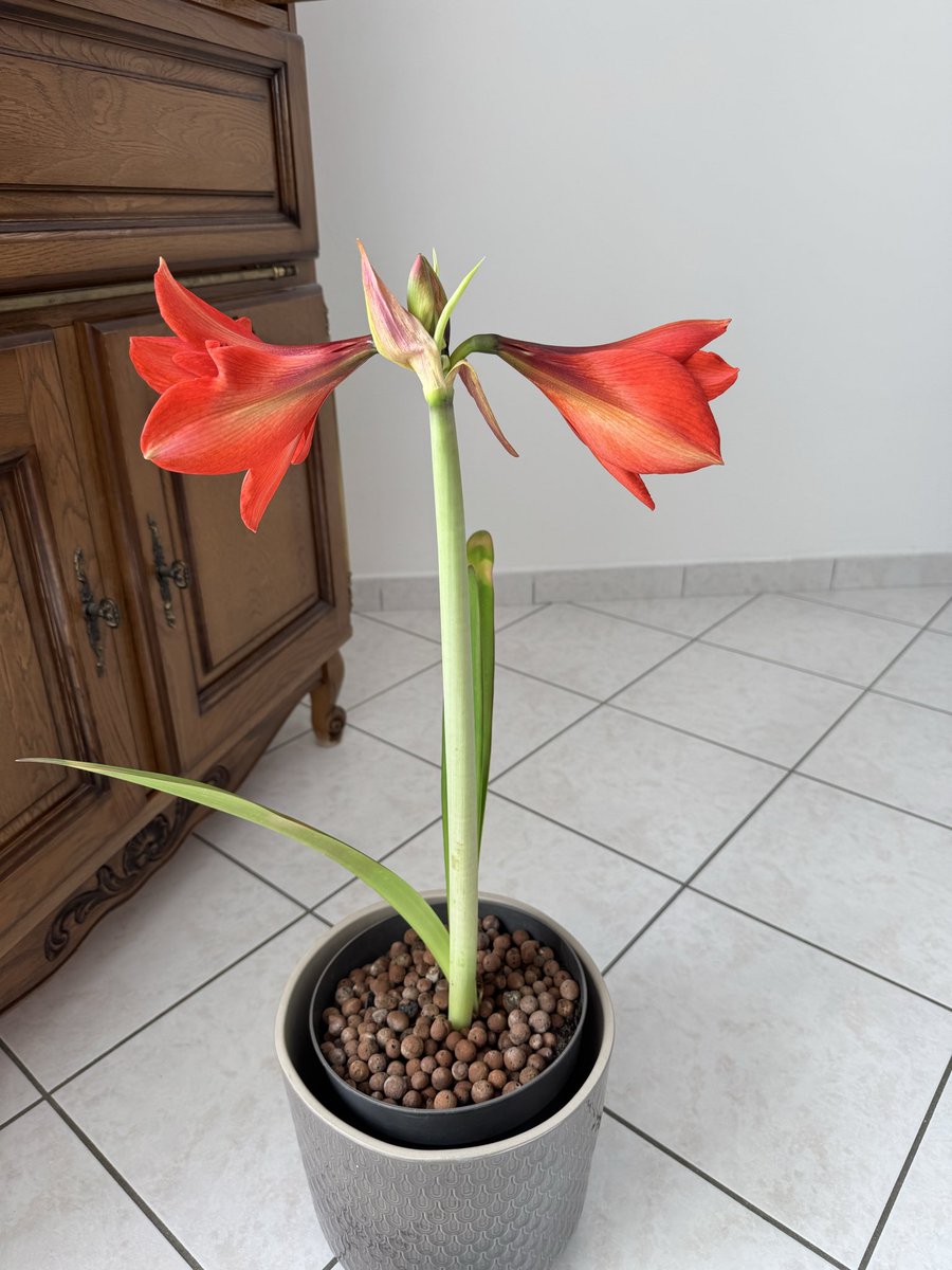 nigor's tweet image. #amaryllis #flower