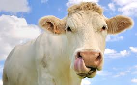 Ali Gursoy tweet media