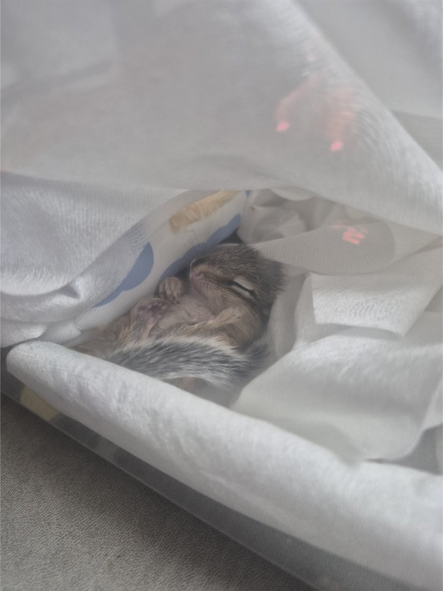 율토끼 tweet media