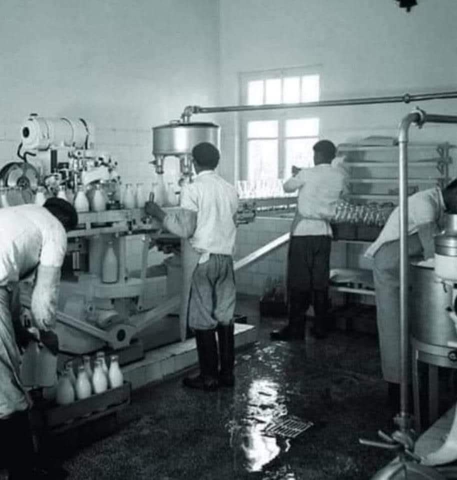 Atatürk Orman Çiftliği'nin içinde süt fabrikası kurulacak, o dönem İsviçreliler bu konuda 
çok iyi. 
İşe başlamadan önce, tüm batılılar gibi ciddi 
bir ön araştırma yapıyorlar. 
İsviçreli danışmanlar, yanlarında Türk çevirmenlerle beraber Ankara civarını 
köy köy dolaşıyorlar.