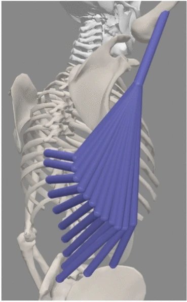 Omid_HopeUni's tweet image. The latissimus dorsi muscle during shoulder abduction

nature.com/articles/s4159…

#shoulder #anatomy