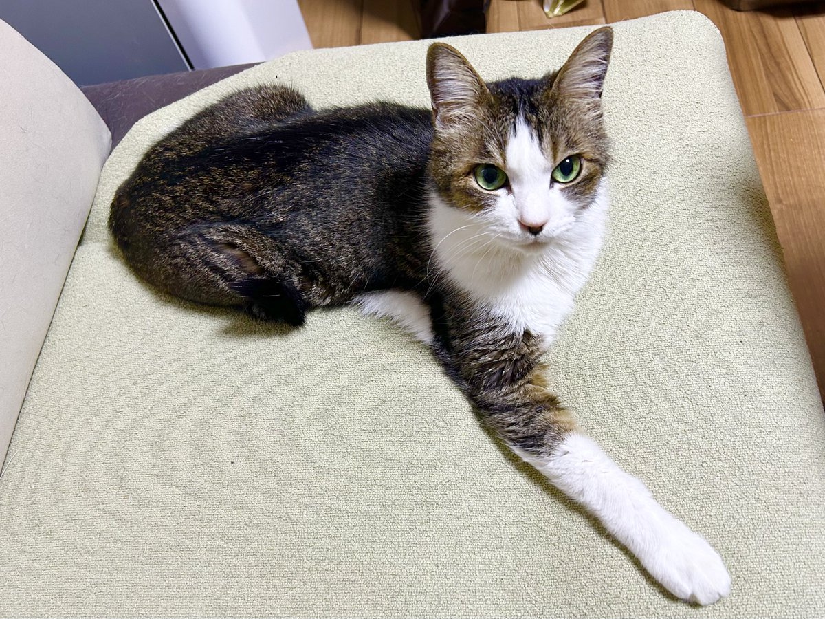 波多野和俊 tweet media