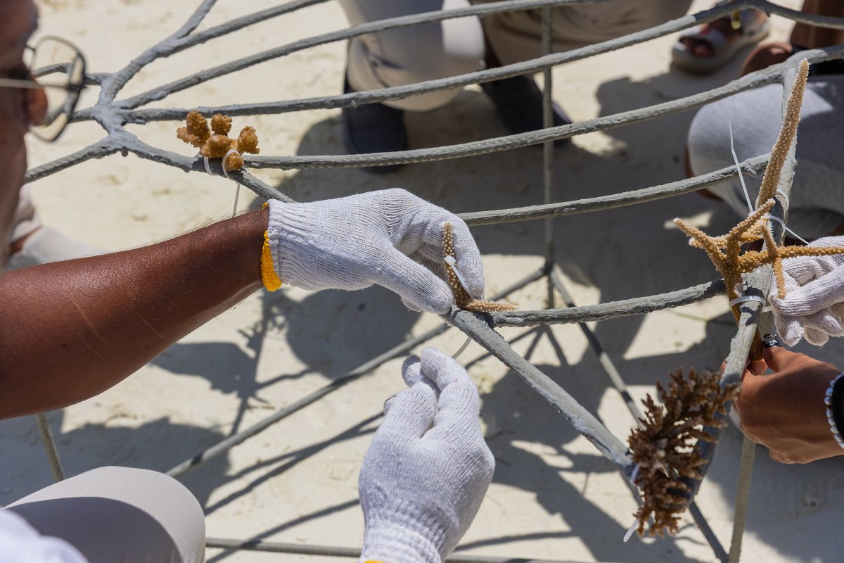 sunsiyamresorts's tweet photo. In celebration of Earth Day, Sun Siyam Olhuveli unveiled its newest marine initiative, the Adopt A Coral Frame experience.

Learn more: https://t.co/DDlSej23Oa

#sunsiyamolhuveli #maldives #earthday #adoptacoral https://t.co/1NnwRL9wJB