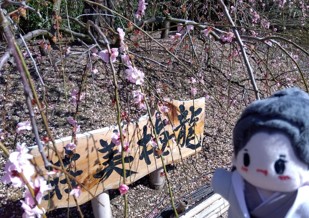 🌸タグ…
（絶賛📖✍の方で参加できず🙏💦）

コレは花、というより
枝と看板…！🤔という感じですね