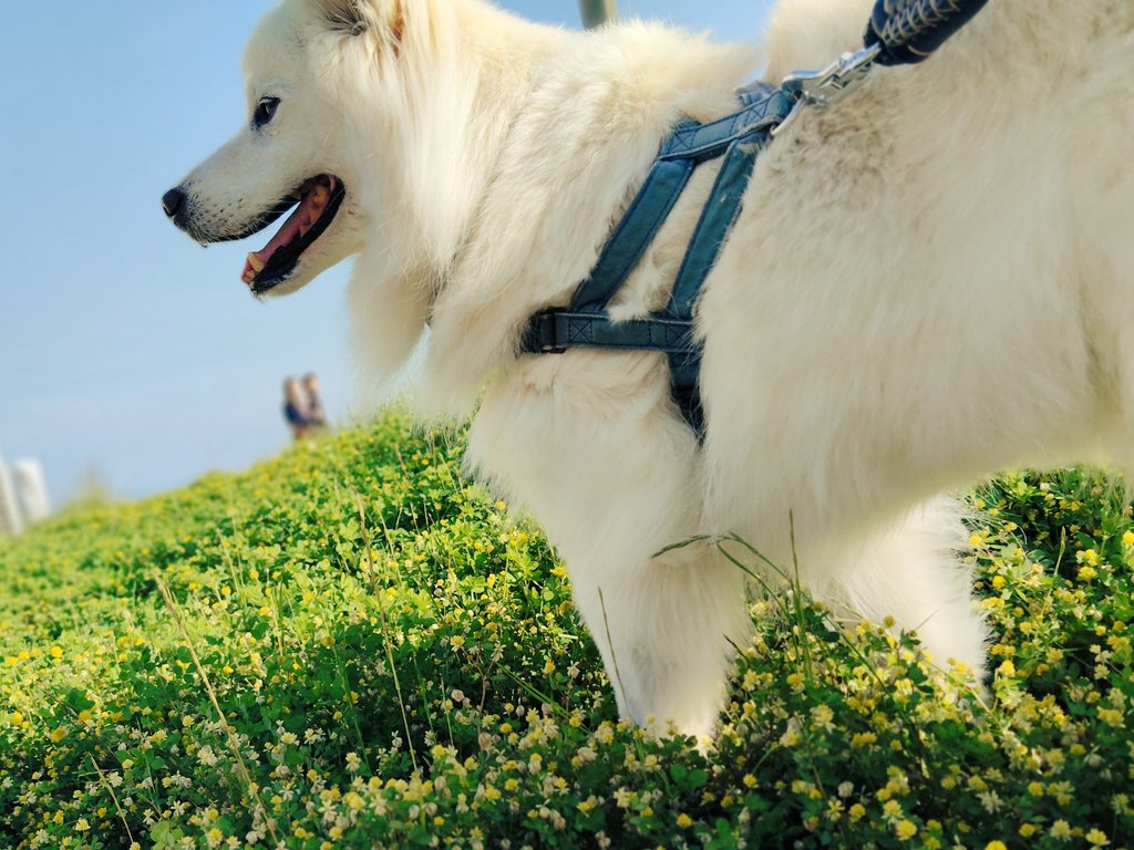 夕方のバズくんだよ🌊🐾