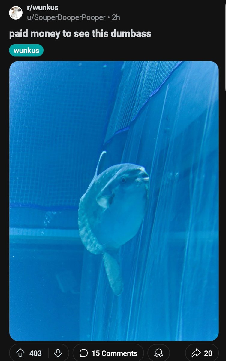 fishious tweet media