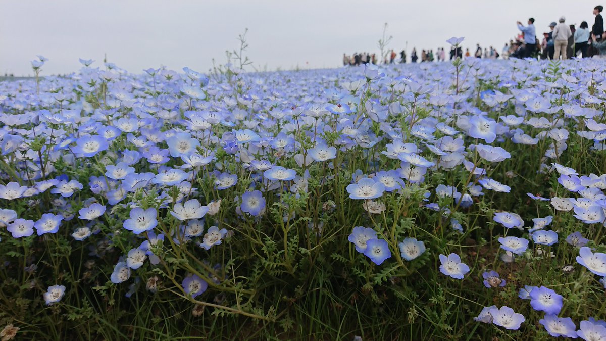 amethyst_24_'s tweet photo. 4月23日、国営ひたち海浜公園に
話題のネモフィラを見に行きました。
最近応援している女性達が
偶然なのか何となくブルーが似合う印象なので
Xの写真もネモフィラにしました。 https://t.co/qE9gGItqNt