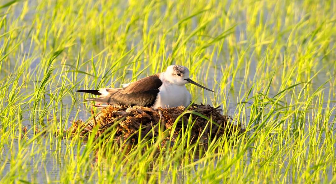 piliriuss's tweet image. Petit resum del q serà la sortida fotogràfica del 17 de Maig al #deltadelebre.  Juntament amb @sibilafc farem una jornada inolvidable.  #tallerfotogràfic