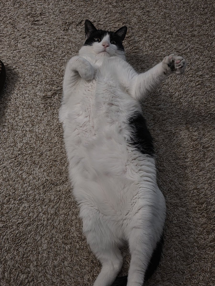 blessing the tl with comfy Niko