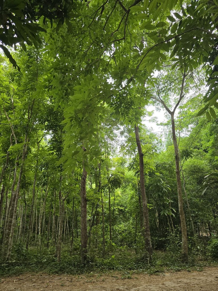 Siyam | ∞ KIN | tweet media