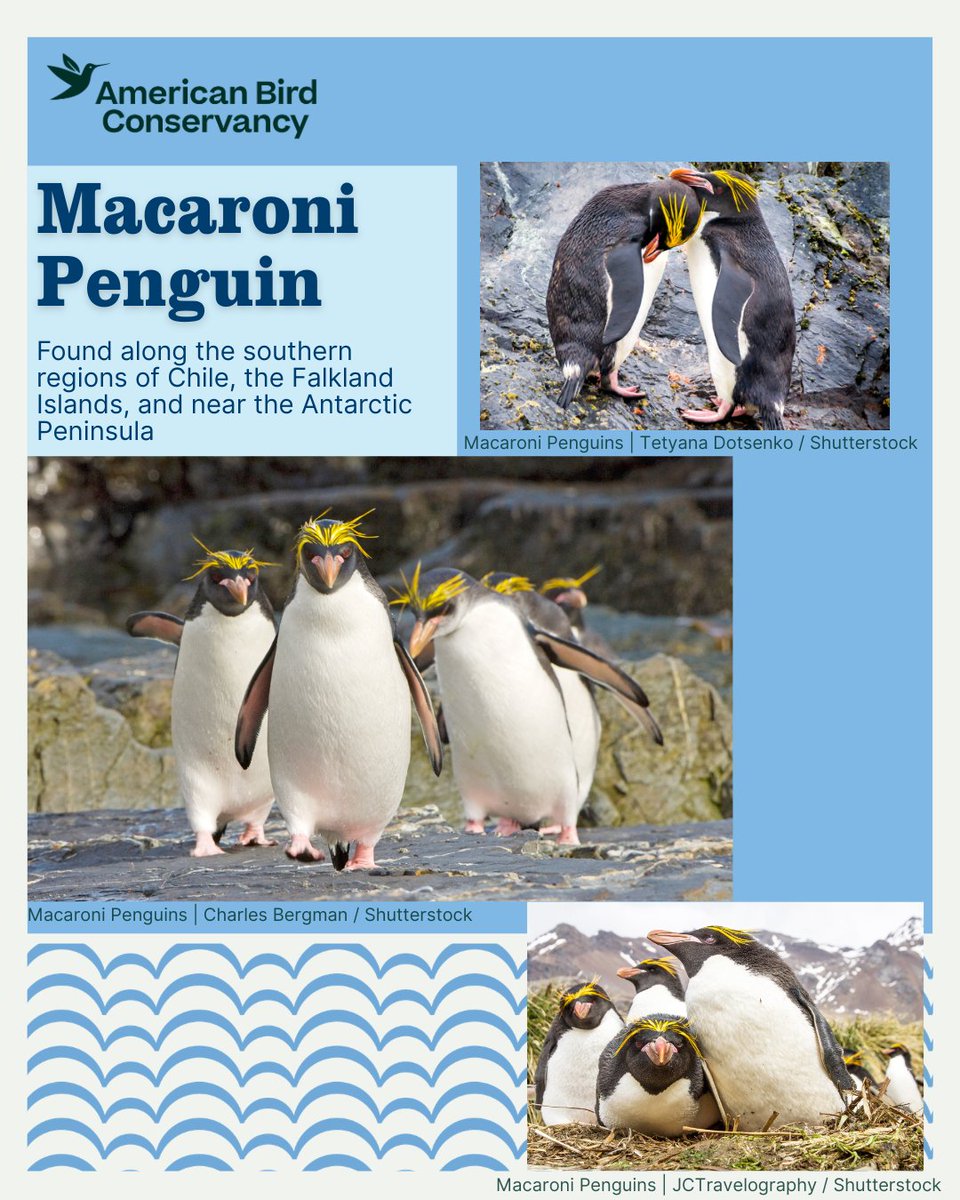 American Bird Conservancy tweet media