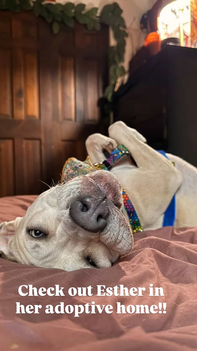 NMBewitched's tweet image. Happy #SaturdayMorning

#NYCACCAlumni Esther
Popping in to remind you
#AdoptionisaPassion
#FostersSaveLives 

She is very happy in her furever home💝💖💝💫🙌