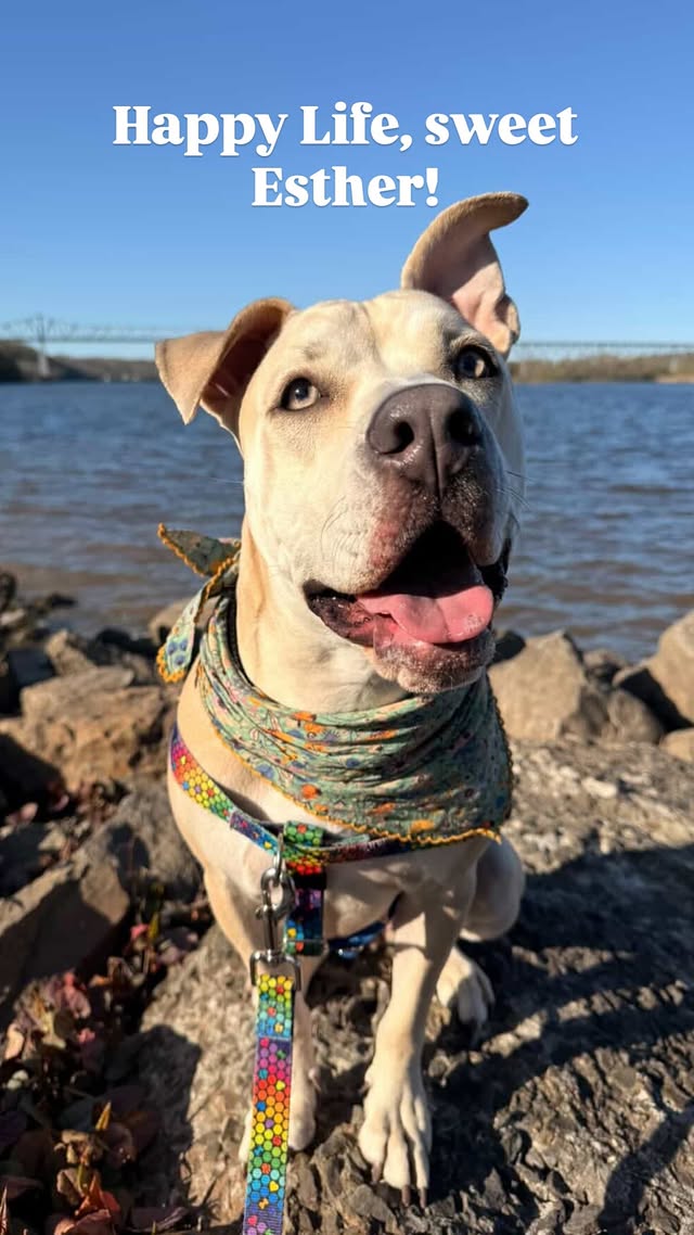 NMBewitched's tweet image. Happy #SaturdayMorning

#NYCACCAlumni Esther
Popping in to remind you
#AdoptionisaPassion
#FostersSaveLives 

She is very happy in her furever home💝💖💝💫🙌