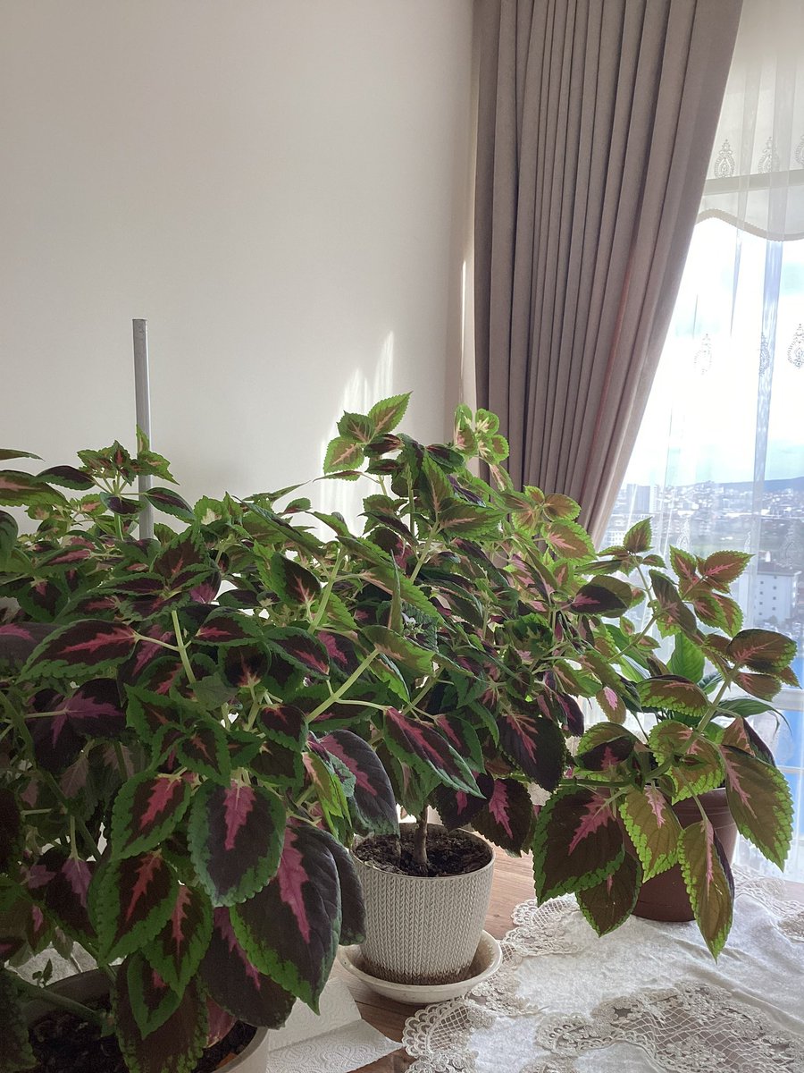 mâşallah hüdhüd🎨 tweet media