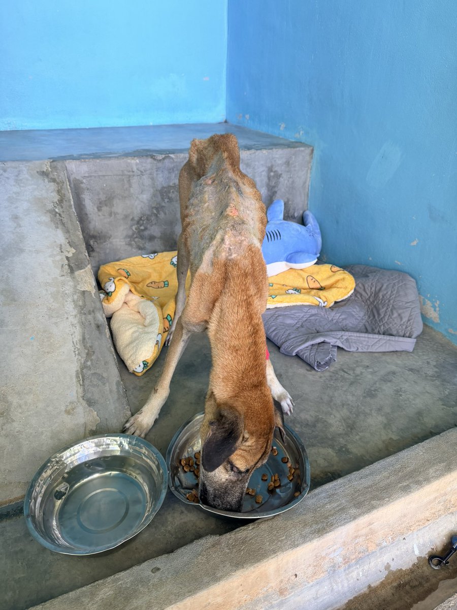 Niall Harbison tweet media