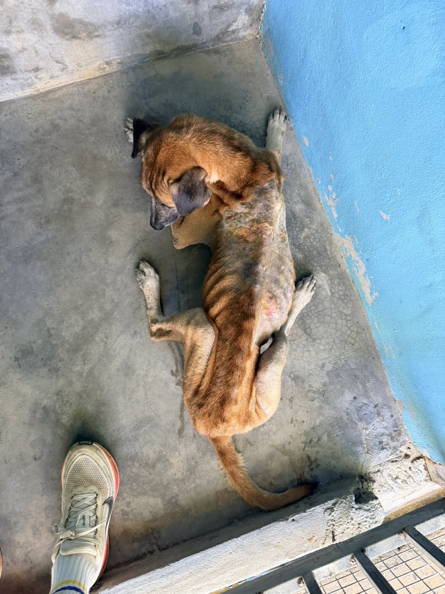 Niall Harbison tweet media