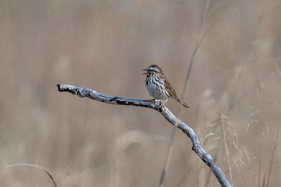 DebraMartz's tweet image. Song Sparrow Singing Its Song
Photographed at Great Salt Plains State Park, located near Jet, Oklahoma.

pixels.com/featured/sparr…
@DebraMartz
#sparrow #songsparrow #bird #singing #aves #featheredfriends #nature #small #one #birdlovers #giftideas #wallart #homedecor