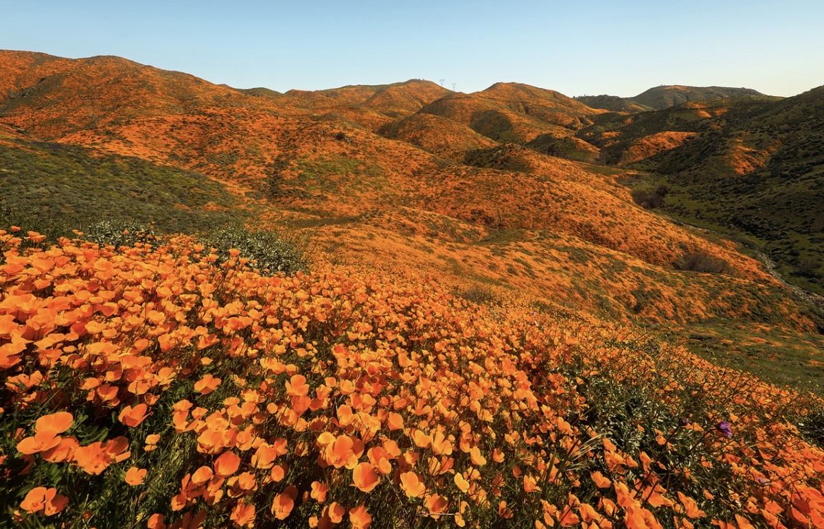 Brandon Yoshizawa tweet media