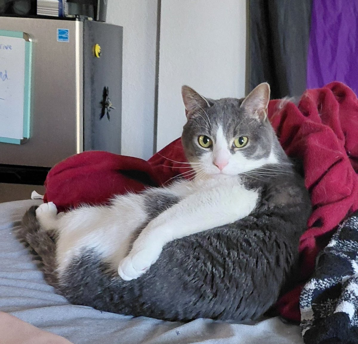 Skrungus and Daisy Incorporated (ft Smoky) tweet media