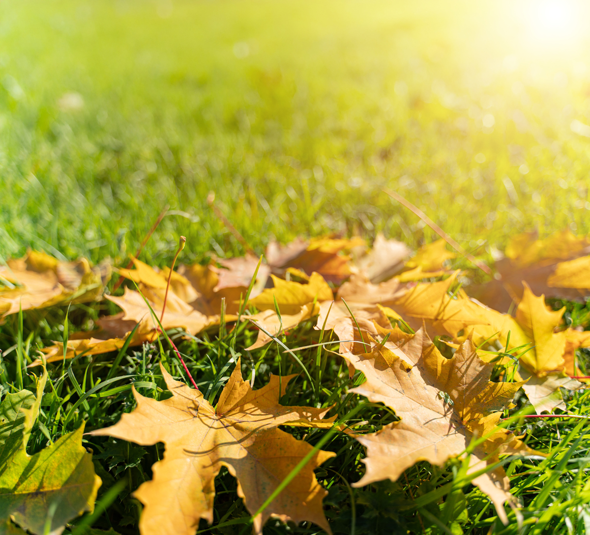 sonu boro tweet media