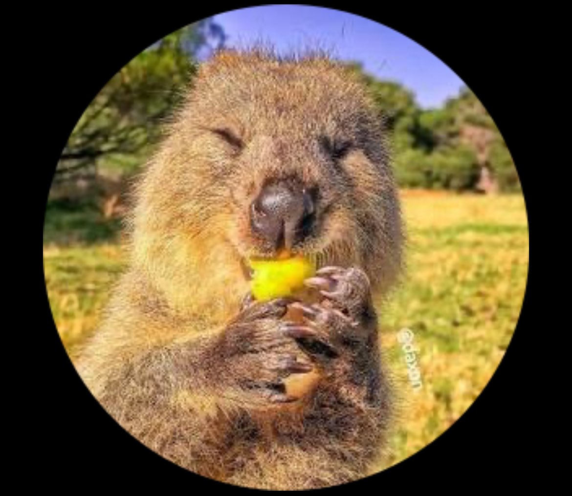 Twek updates tweet media