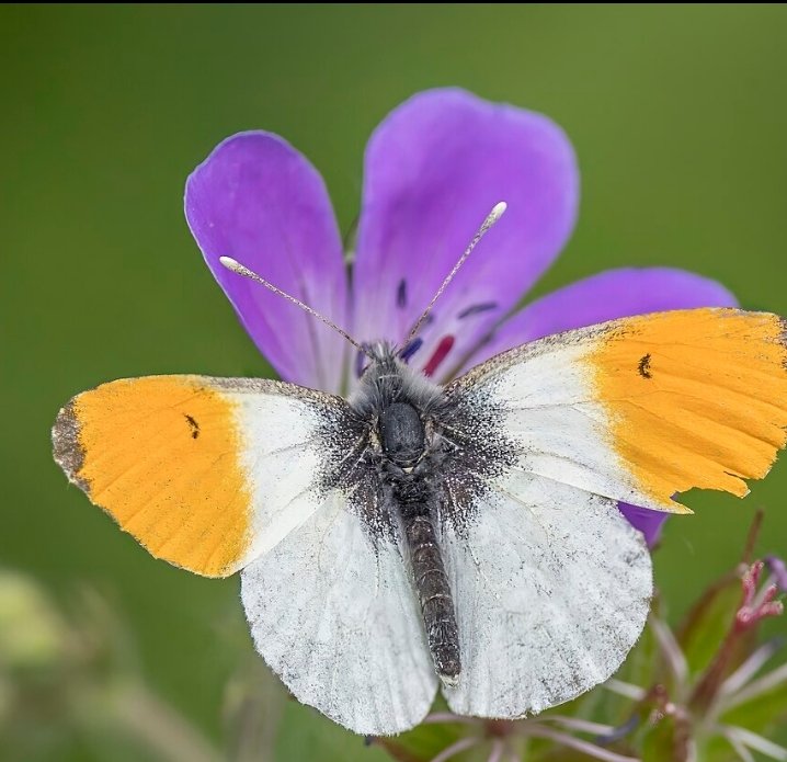 PenPendragon's tweet image. Lovely to see these chaps in the garden today (image Charles G Sharp)
@AMAZlNGNATURE @autisticgardner @GardeningWell @VenetiaJane @DigChrisMyers @CheNirvana @fugitiveink #butterflies