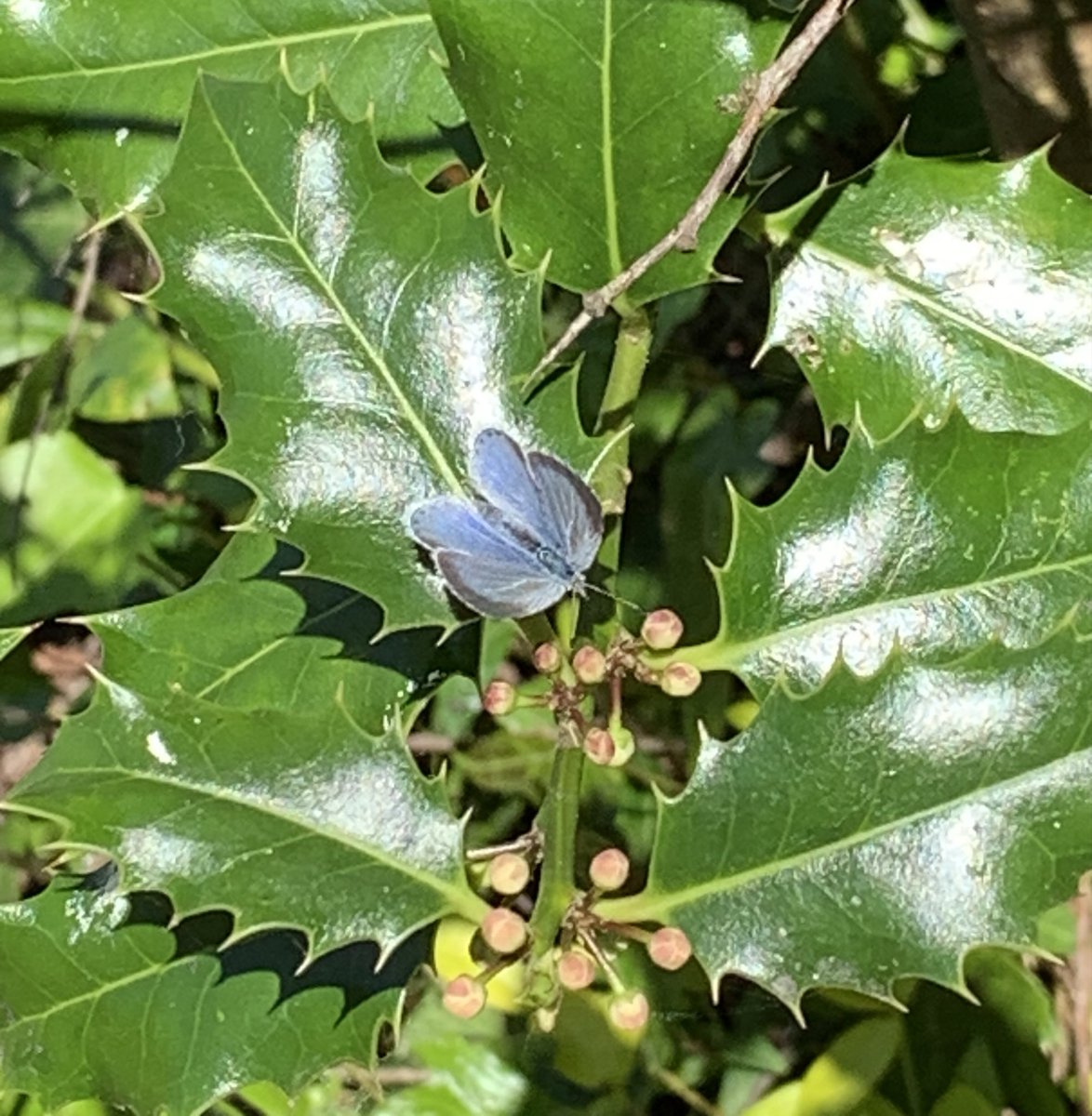 nasus50's tweet image. Holly blue on the Holly 😁🦋
@BCWarwickshire @savebutterflies @maz_ruk @WestMbs_99 
#butterflies
