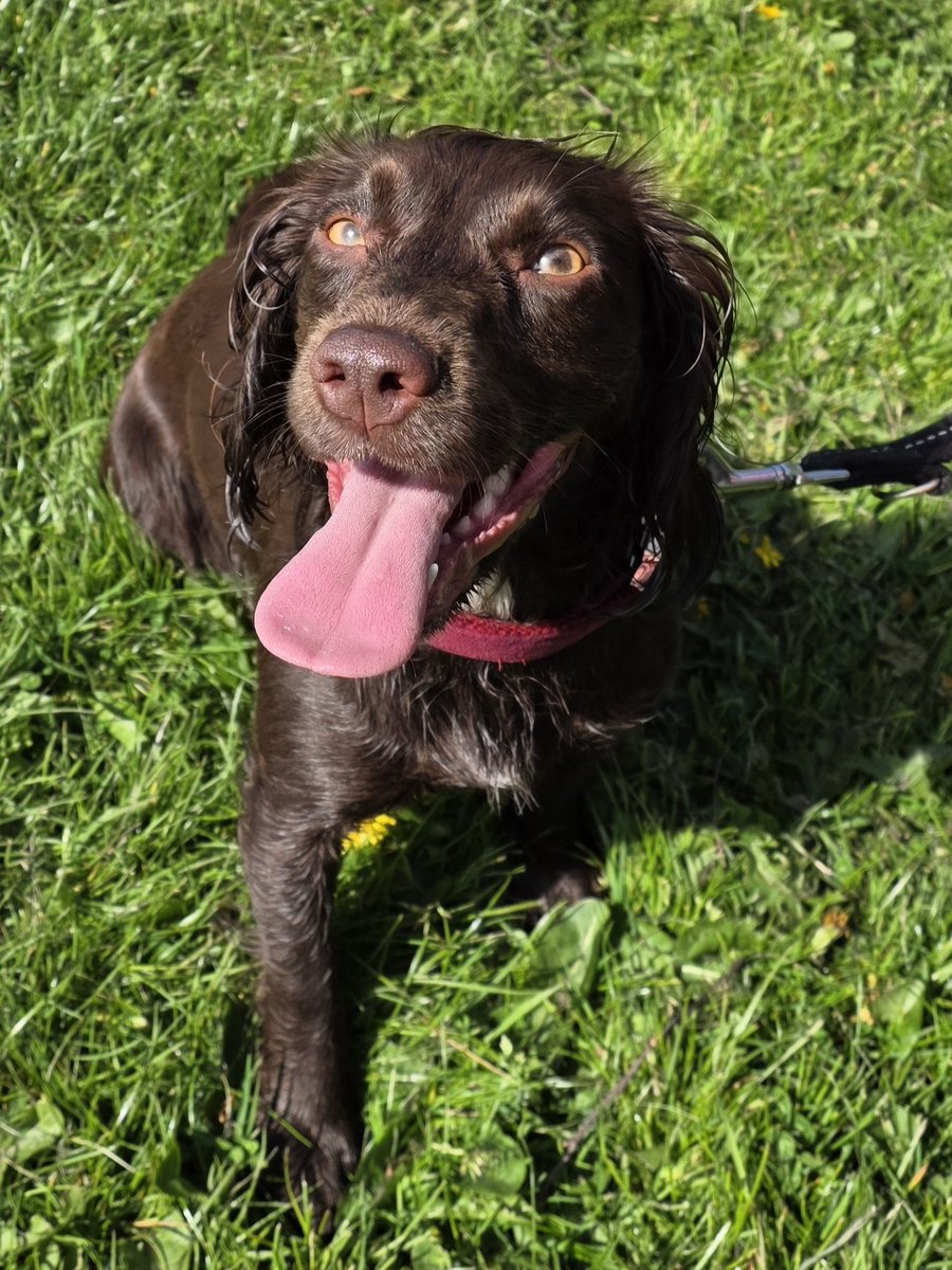 Paws & Reflect Dog Behaviourist & Trainer tweet media