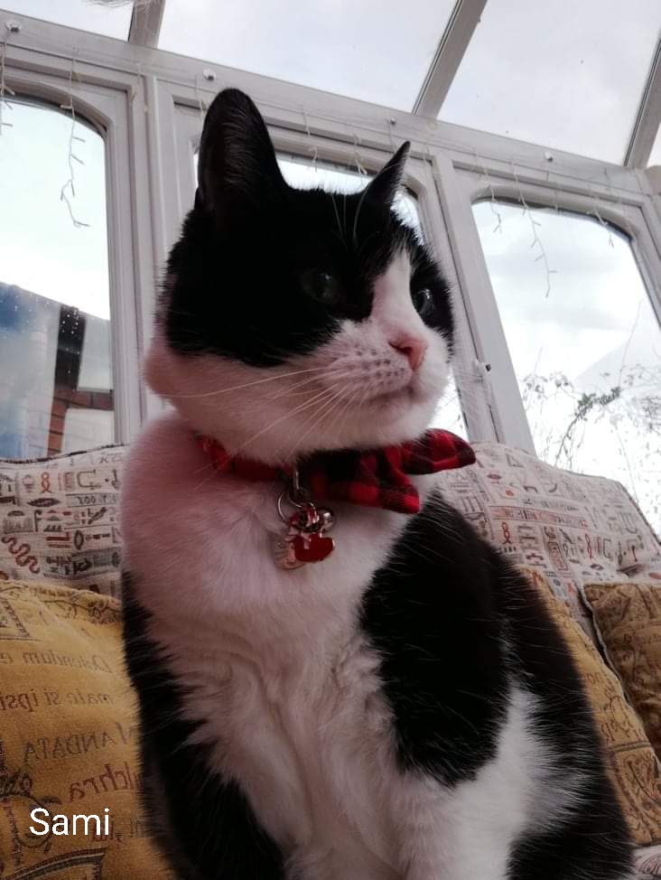 #AngelDannyBoy #AngelSamiCat tweet media