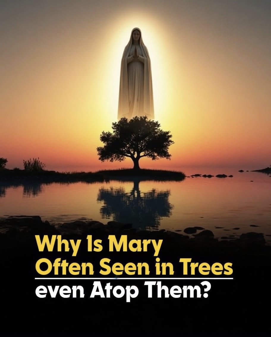 ☩ 𝕁𝕄𝕋 ☩ tweet media