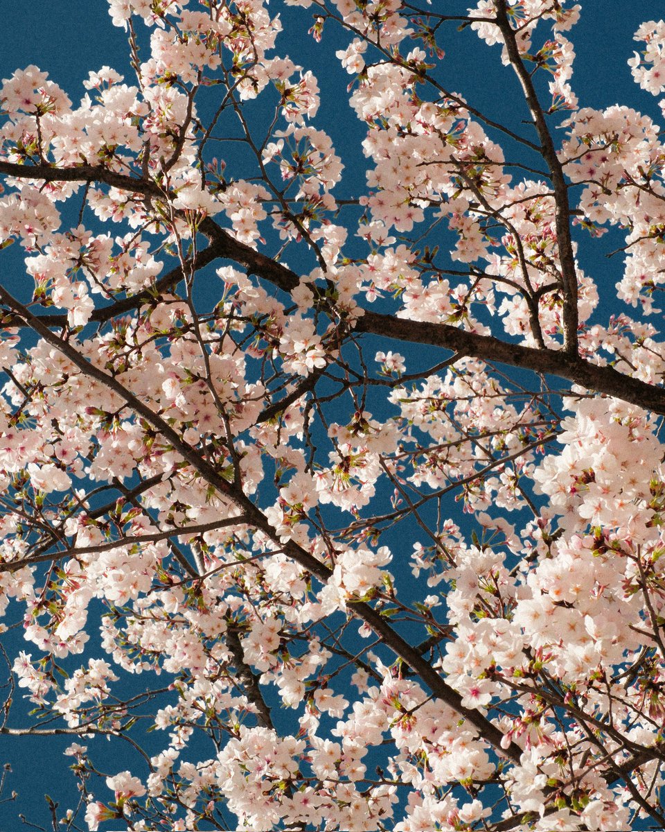 NatureVista_4K's tweet image. Japan doesn't need a reason to be beautiful — Cherry Blossom season is just its annual reminder to the world 🌸

📍 Tokyo, Japan 🇯🇵
#CherryBlossom #Sakura #Japan