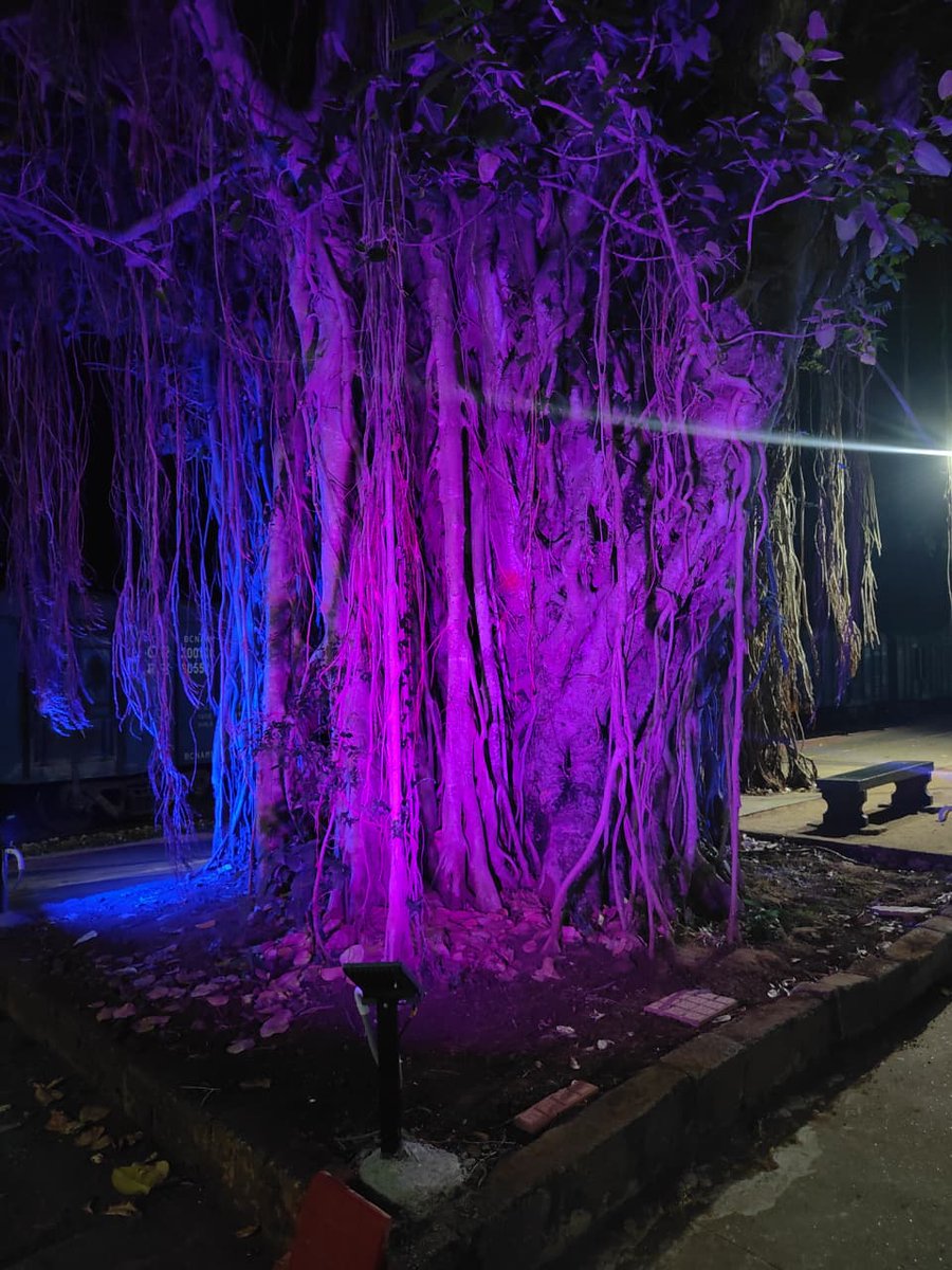DRMPalghat's tweet image. Rooted in history, lit with pride. 

The iconic banyan trees at Muthalamada Railway Station, featured in over 100 movies, now glows in a new light, drawing admirers from around the world. 🌳✨

#IndianRailway #SouthernRailway #Muthalamada #IconicStation