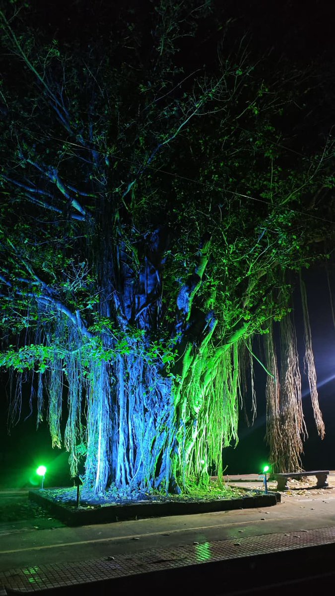 DRMPalghat's tweet image. Rooted in history, lit with pride. 

The iconic banyan trees at Muthalamada Railway Station, featured in over 100 movies, now glows in a new light, drawing admirers from around the world. 🌳✨

#IndianRailway #SouthernRailway #Muthalamada #IconicStation
