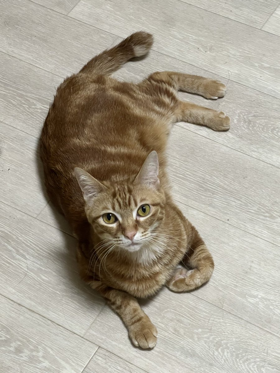 まいたん@女専業 tweet media