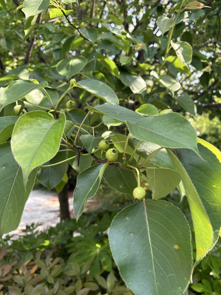 m8603123's tweet image. #leaves