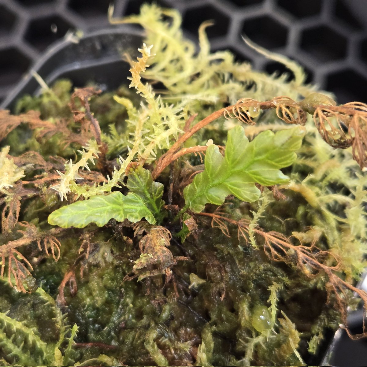 akira＠ボラのようだ tweet media