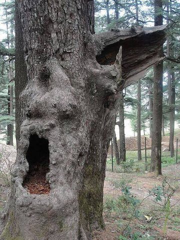 amlitreader's tweet image. Hawthorne's Young Goodman Brown: "What a wretch am I to leave her on such an errand! Methought as she spoke there was trouble in her face, as if a dream had warned her what work is to be done tonight." americanliterature.com/short-story-of… #storyoftheday #teacherresources #FAQ