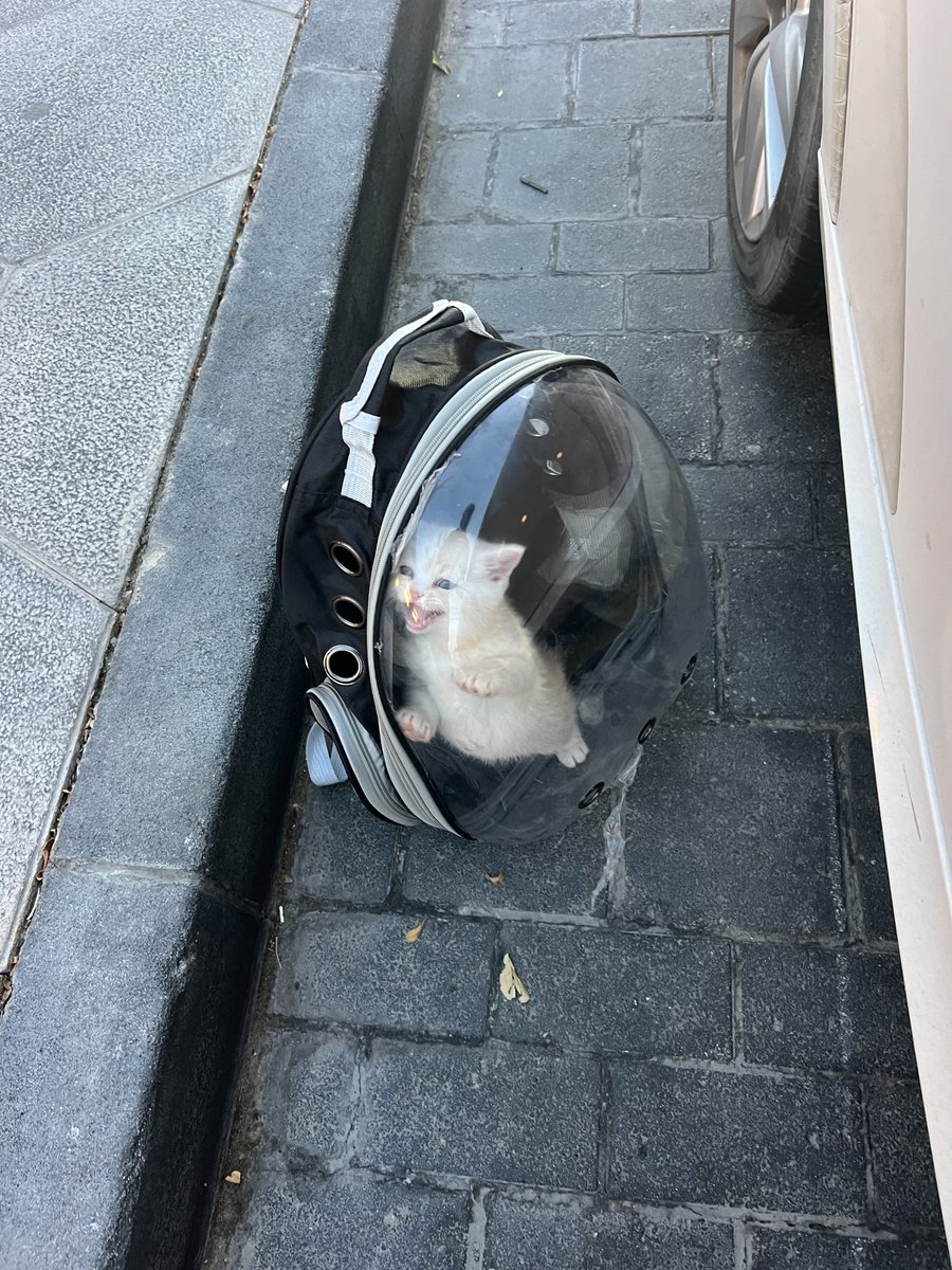 emadaldiien's tweet photo. Life update, they became 2 now https://t.co/e07GNkTZtH