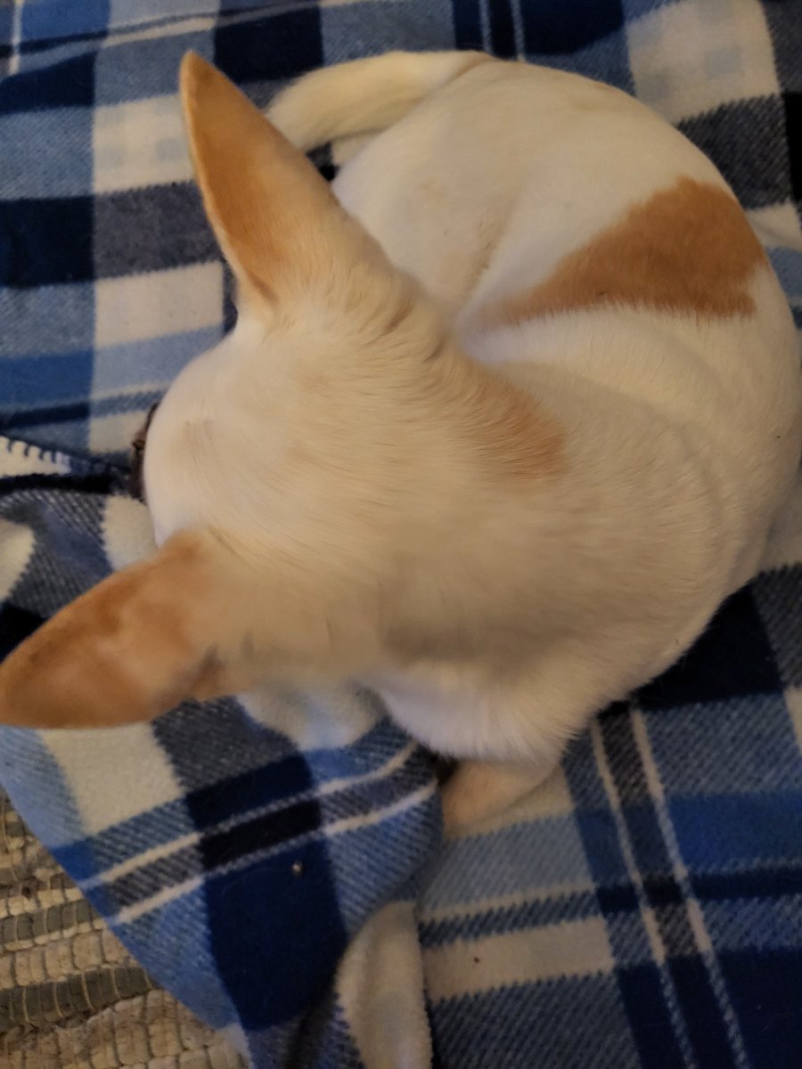 TexSun48's tweet image. Ears up 😁
#SaturdayMorning